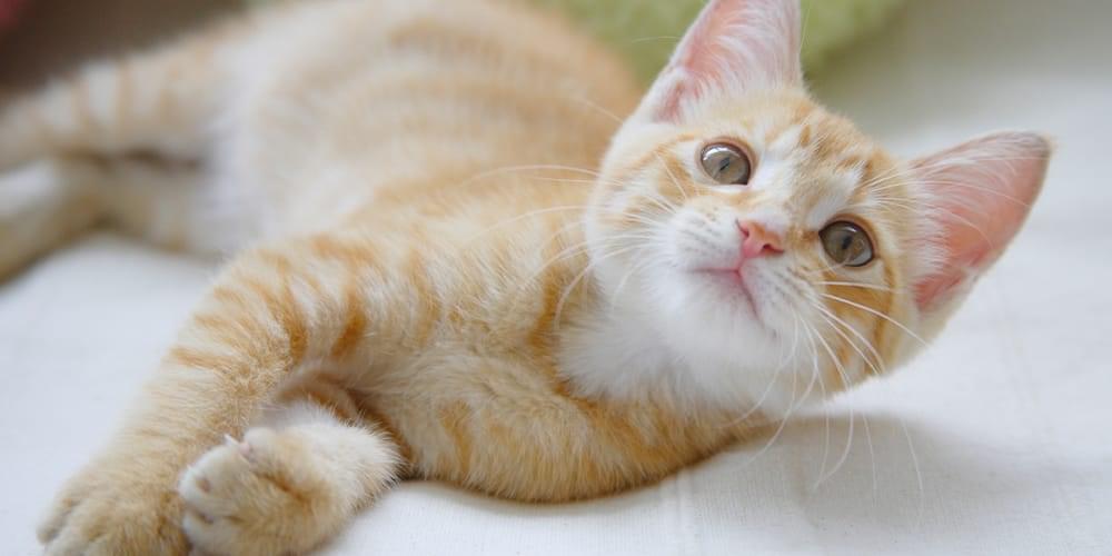 ひらの動物病院 猫との生活 猫の飼育と病気の予防について